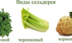 Польза и вред корневого сельдерея для организма человека