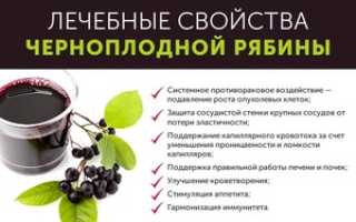 Черноплодная рябина: польза для здоровья и противопоказания