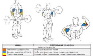 Как накачать руки в домашних условиях и тренажерном зале – самые эффективные упражнения с гантелями и штангой