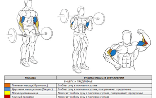 Как накачать руки в домашних условиях и тренажерном зале – самые эффективные упражнения с гантелями и штангой