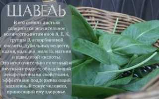 Польза и вред щавеля для организма женщин и мужчин