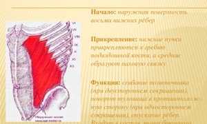 Как наиболее эффективно накачать наружные косые мышцы живота