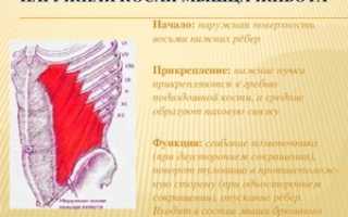 Как наиболее эффективно накачать наружные косые мышцы живота