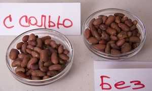 Белая и красная фасоль: польза, вред и лечебные свойства
