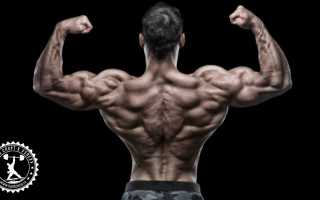 Как накачать плечи в домашних условиях и тренажёрном зале – полное руководство