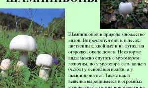 Грибы шампиньоны: польза и вред для организма