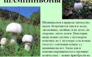 Грибы шампиньоны: польза и вред для организма