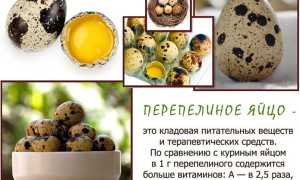 О пользе перепелиных яиц (Коктейль молодость — альтернатива виагре)