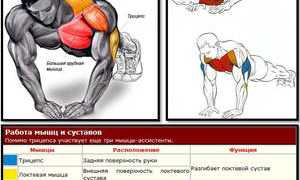Отжимание – система тренировок для проработки грудных мышц
