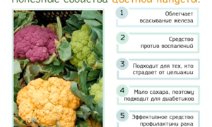Цветная капуста: польза и вред, лечебные свойства и рецепты