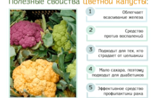 Цветная капуста: польза и вред, лечебные свойства и рецепты