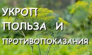 Польза и вред укропа для здоровья мужчин и женщин