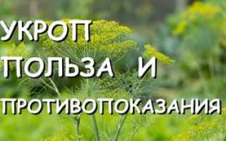 Польза и вред укропа для здоровья мужчин и женщин