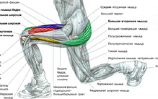 Выпады для ягодиц в домашних условиях