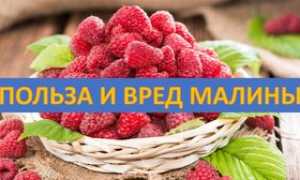 Польза и вред малины для здоровья при простуде
