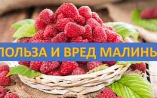 Польза и вред малины для здоровья при простуде