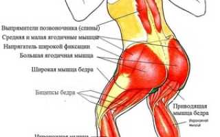 Какие группы мышц работают при приседаниях