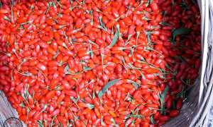 Лечение печени народными средствами – самые эффективные!