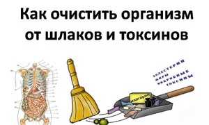 Чистка кишечника от шлаков и токсинов: средства и способы