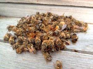В чём польза подмора