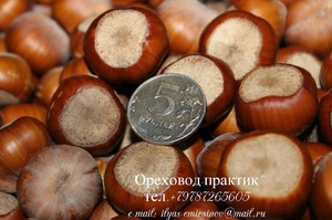 История потребления лещины