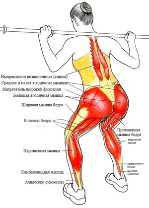 Какие мышцы задействуются при приседаниях