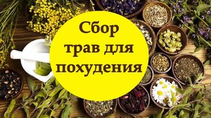 Какие травы понизят аппетит