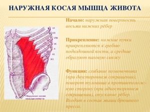 Какие упражнения выполнять на косые мышцы