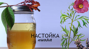 Лечебные свойства и противопоказания настойки пиона уклоняющегося