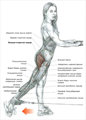 Нормализовать объем бедер можно довольно в короткие сроки, если придерживаться специальных упражнений Как нормализовать объем бедер