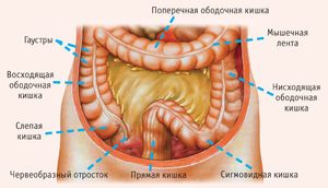 Очищение организма начинают с кишечника, желудка, печени и почек