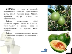 Особенности использования фейхоа