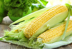 Початки кукурузы