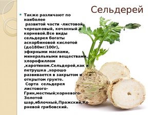  чем полезен сельдерей 