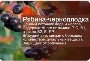 Полезные свойства черноплодки