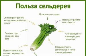  польза сельдерея