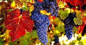 Польза винограда для организма