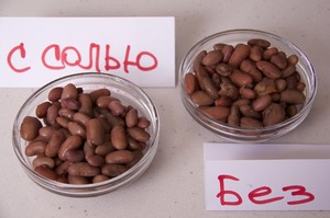 Польза и вред фасоли