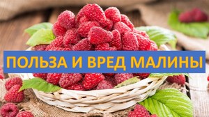 Польза или  вред малины для здоровья