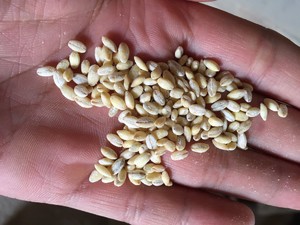 Как потреблять перловую крупу