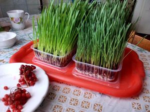 Проращенная пшеница