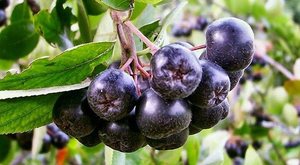 Противопоказания аронии