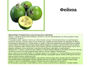 Как растет фейхоа