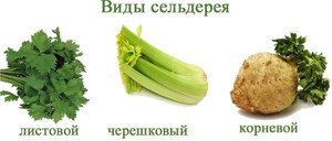 Сельдерей , полезные свойства 