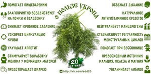 Семена укропа для лечебных целей