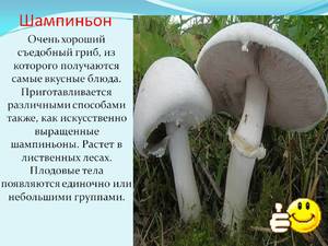 Шампиньоны польза для организма 