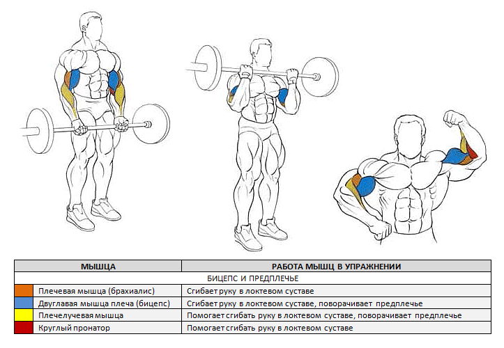 Подъём штанги на бицепс стоя