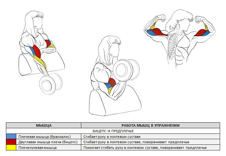 Сгибания на скамье Скотта