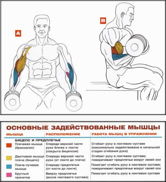 Подъём гантелей на бицепс стоя/сидя