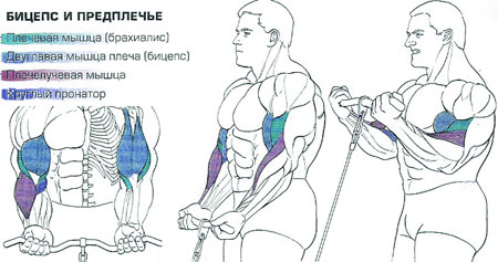 Сгибания рук на блоке